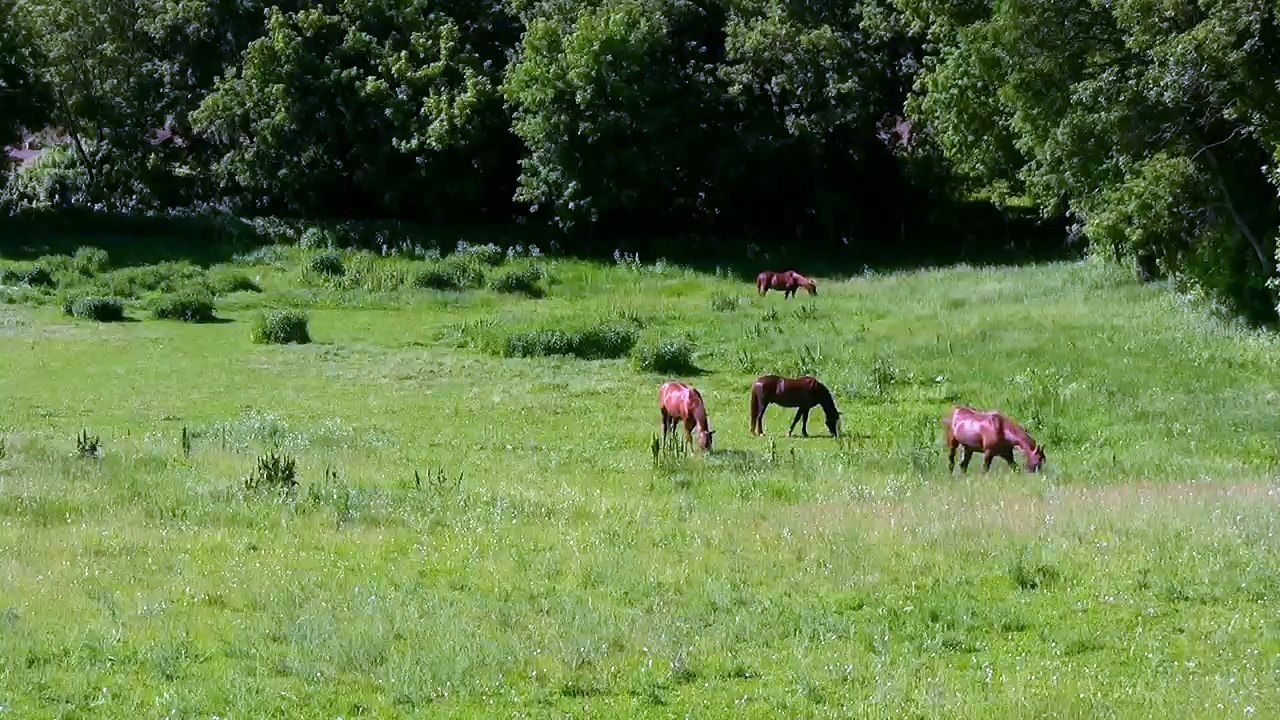Grazing Horses