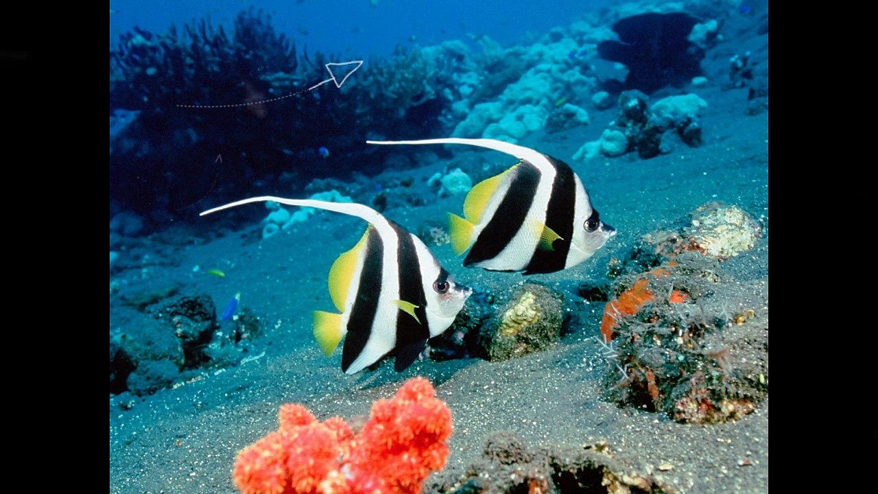 Eshban Aquarium Fish Lovers