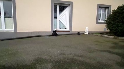 toujours en promenade