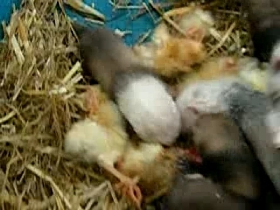 Repas des bébés de Luna (4 semaines)