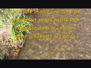 Frayères sur la Véore à Chabeuil le 1er décembre 2015