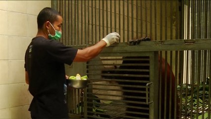 جمعية إندونيسية تدير مأوى لرعاية الحيوانات