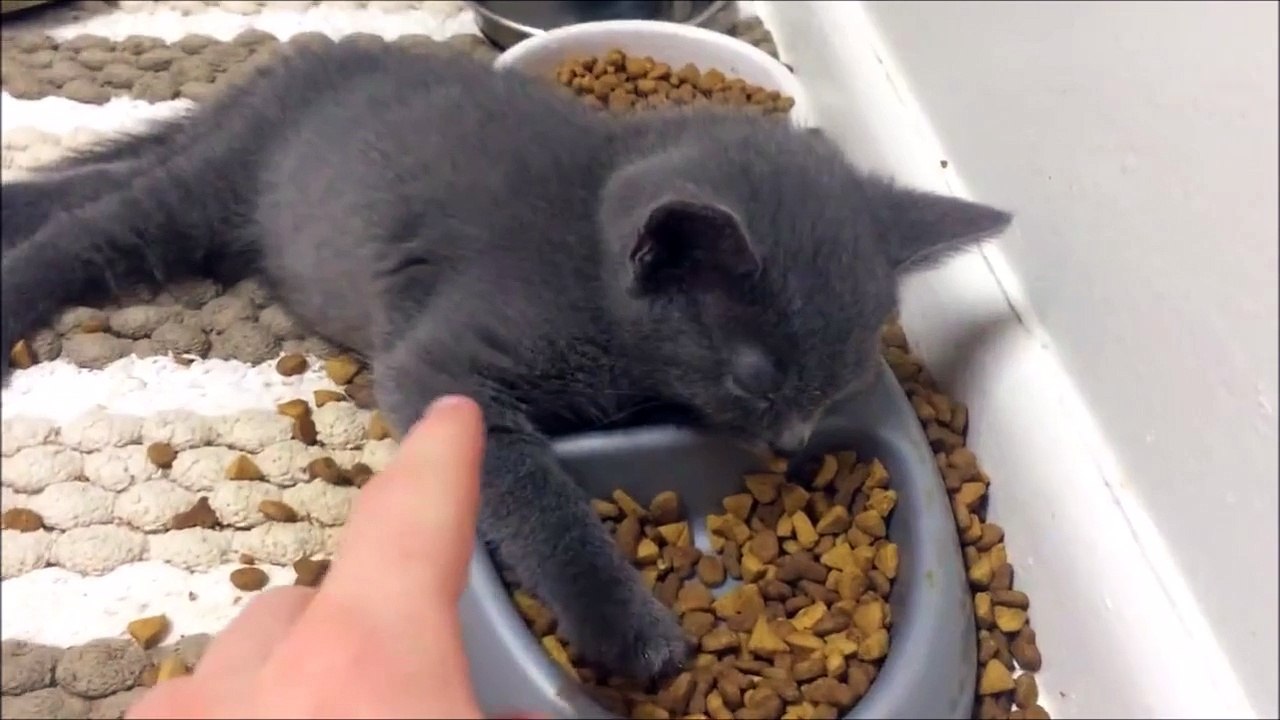 Dur de rester éveillé à table après les fêtes! Pauvre chat