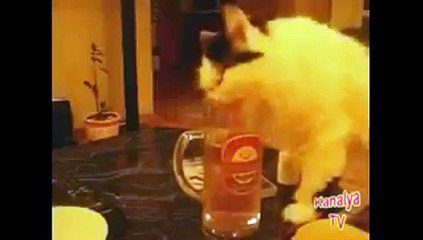 VID-20151208-WA0036