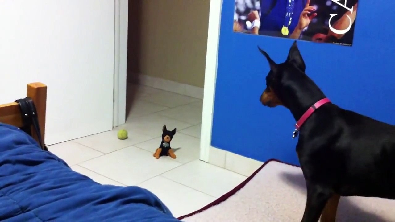 Doberman scared of rubber rat