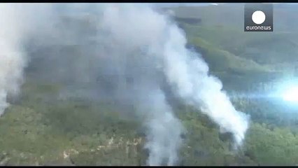 Koala rescued from Australian bushfire
