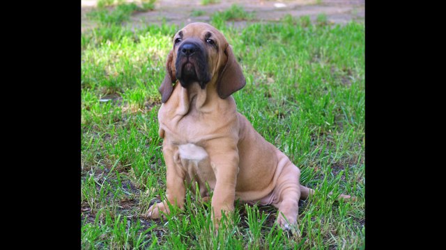 LAS 10 RAZAS DE PERROS MÁS FUERTES DEL MUNDO - TOP 10 STRONGEST DOGS IN THE WORLD