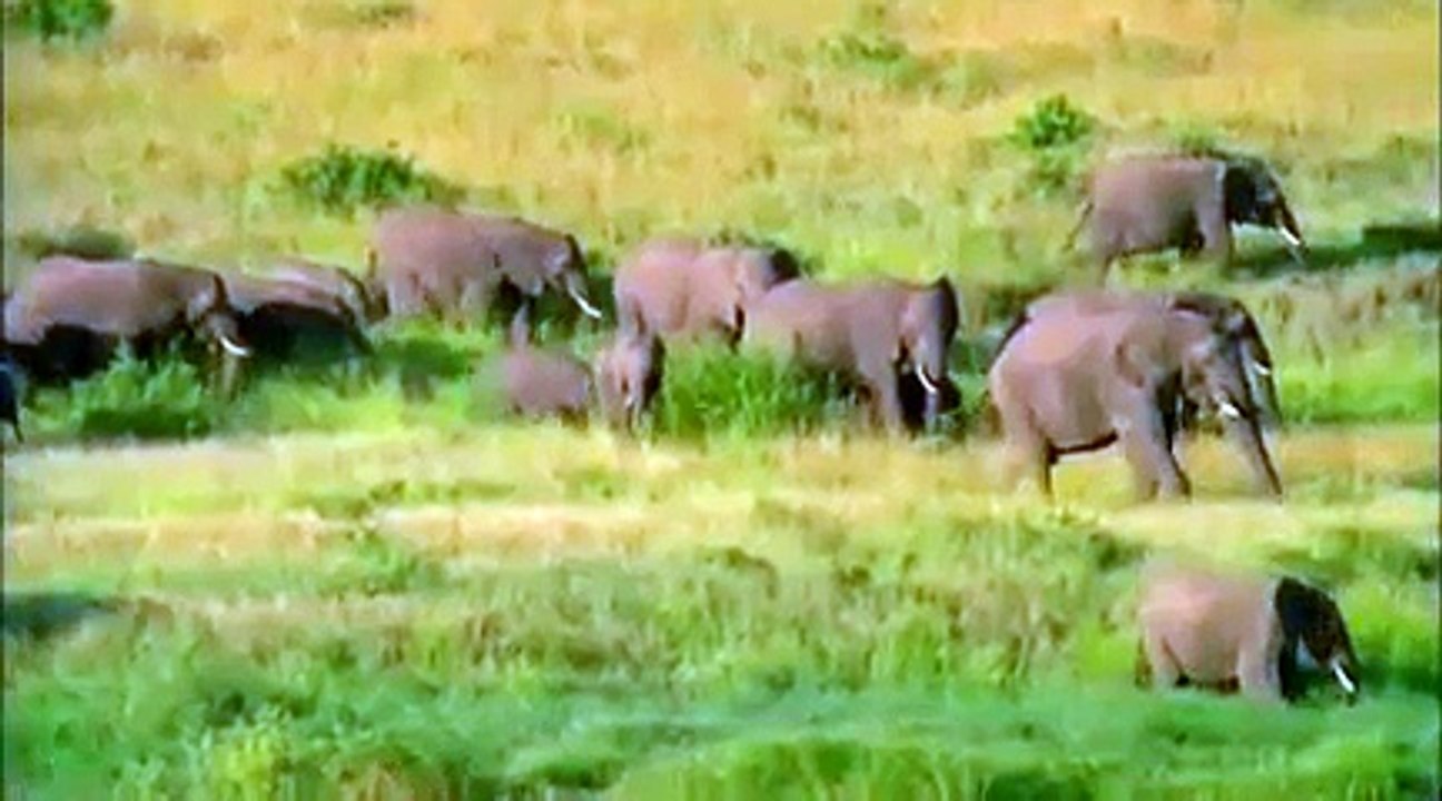 Wonderful nature_clip1