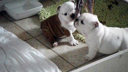 Lily little bird, english bulldog puppy, 6 weeks old !