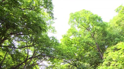 Relaxing Background Music-Instrumental- Poetry of Water