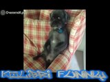 BEST FUNNY ANIMALS COMPILATION 2014 TOP 100 of short tricks with animals.