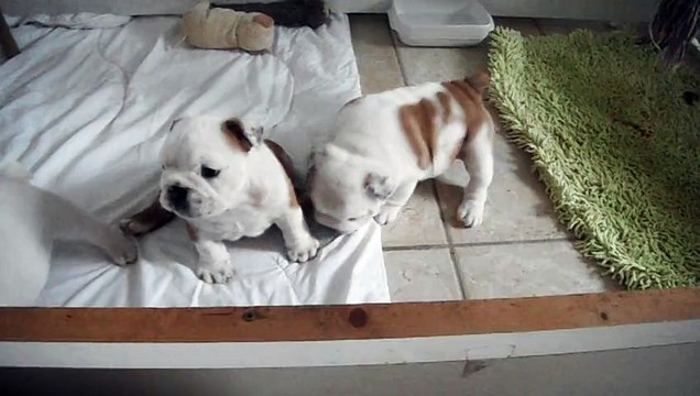 chiot bouledogue anglais