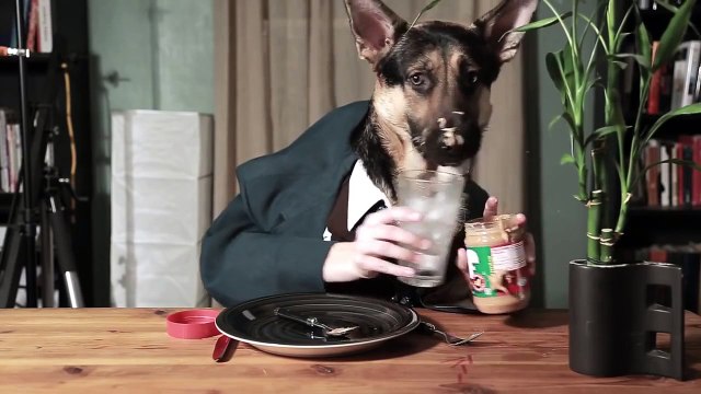 Собака ест руками