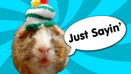 Guinea Pig Speaks Out - Ricky Gervais