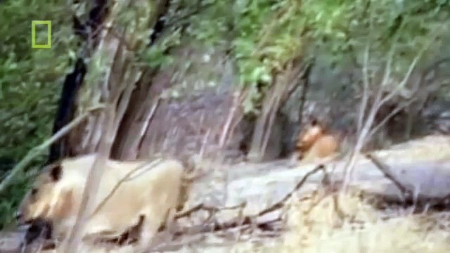 Lion Documentary National Geographic THE ULTIMATE KILLER HIT Lion Attacks Elephant