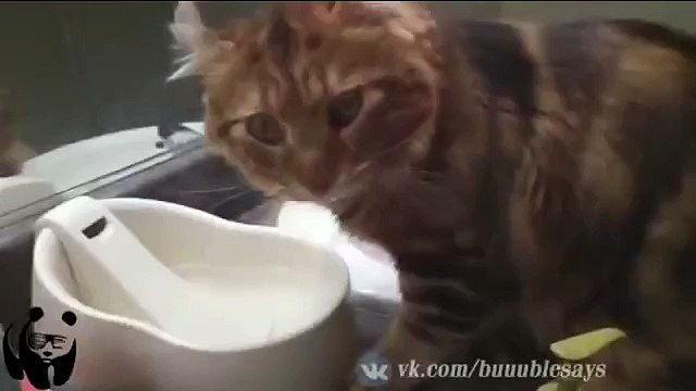 Кот зажигает под музыку! Прикол! Ржач!