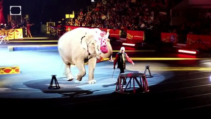 Elephants, Death and Empathy -- Science on the Web #48