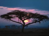 Relaxing night in africa nature sounds -Dinlendirici Afrikada gün batımı doğa sesleri