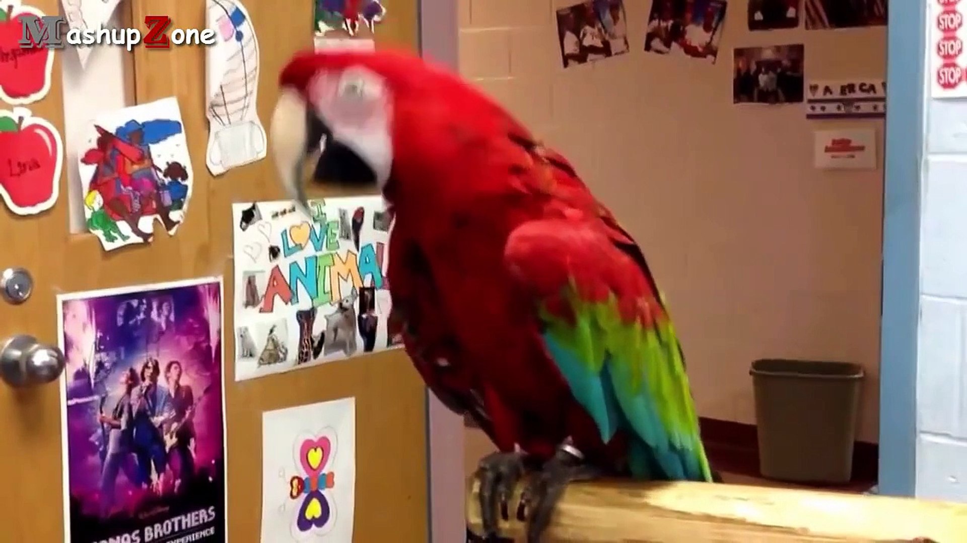 Funny Parrots - A Funny Parrot Videos Compilation 2015