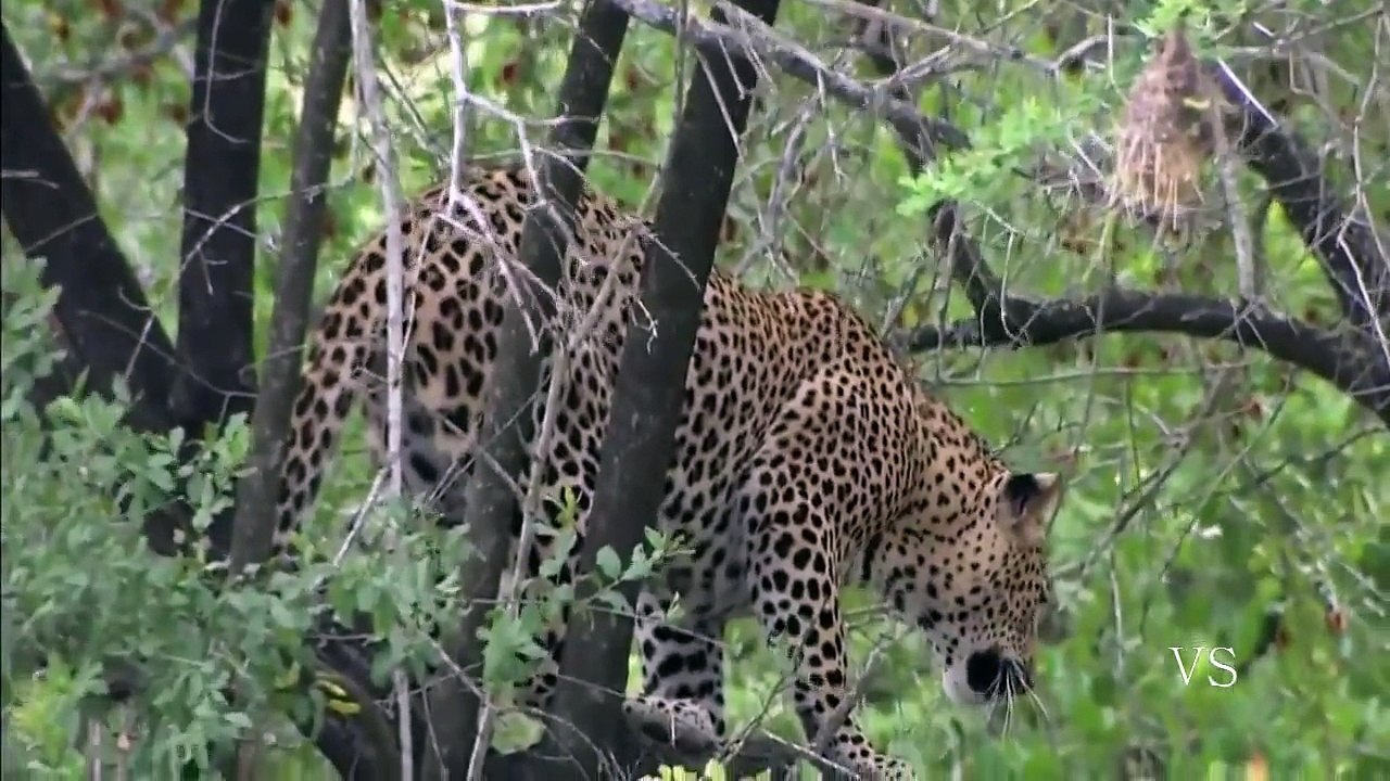 Predadores Africanos - Gangues da África