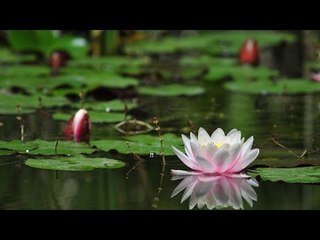 Hindi Holly Week Song | Fr.Francis Matathil