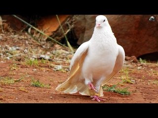 Hindi Holly Week Song | Fr.Francis Matathil