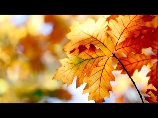 Hindi Holly Week Song | Fr.Francis Matathil