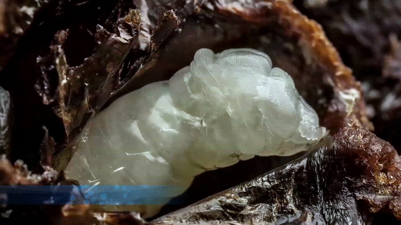 Kako nastaje pčela 60 sekundi nevjerovatnog videa razvoja pčelinje larve