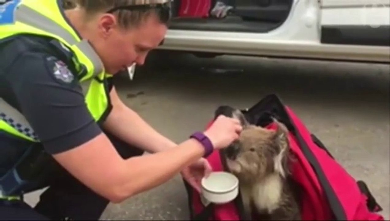 Distressed koala saved by Australian officials fighting bushfires