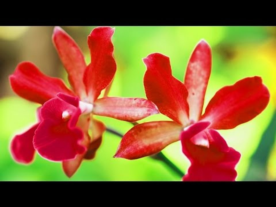 Malayalam Christian Devotional Song