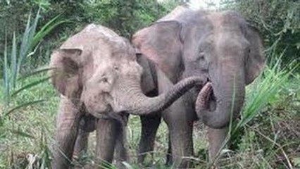 Saving the Borneo Elephant( documentary)HD