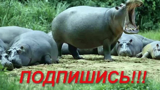 Забавный секс животных.