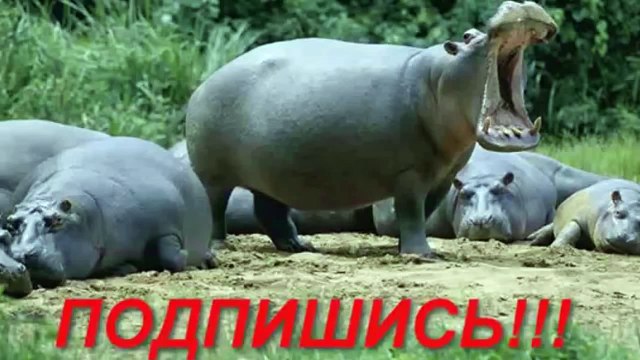 Забавный секс животных.