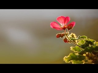 Super Hit Malayalam Christian Devotional Song