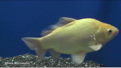 Bait fish managet to survive 7 years in tank with predators