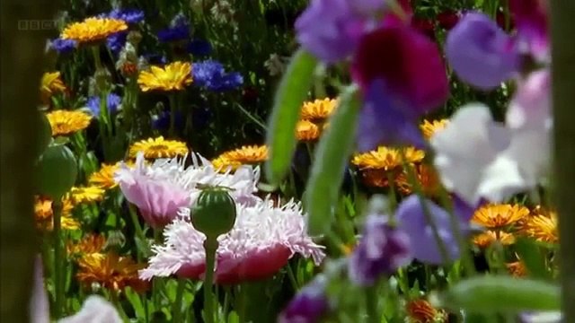 Omar Faruk Tekbilek - Last moments of Love