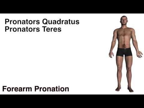 Elbow & Forearm Actions w/ Muscles - Kinesiology Quiz