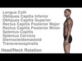 Head & Neck Actions w/ Muscles - Kinesiology Quiz