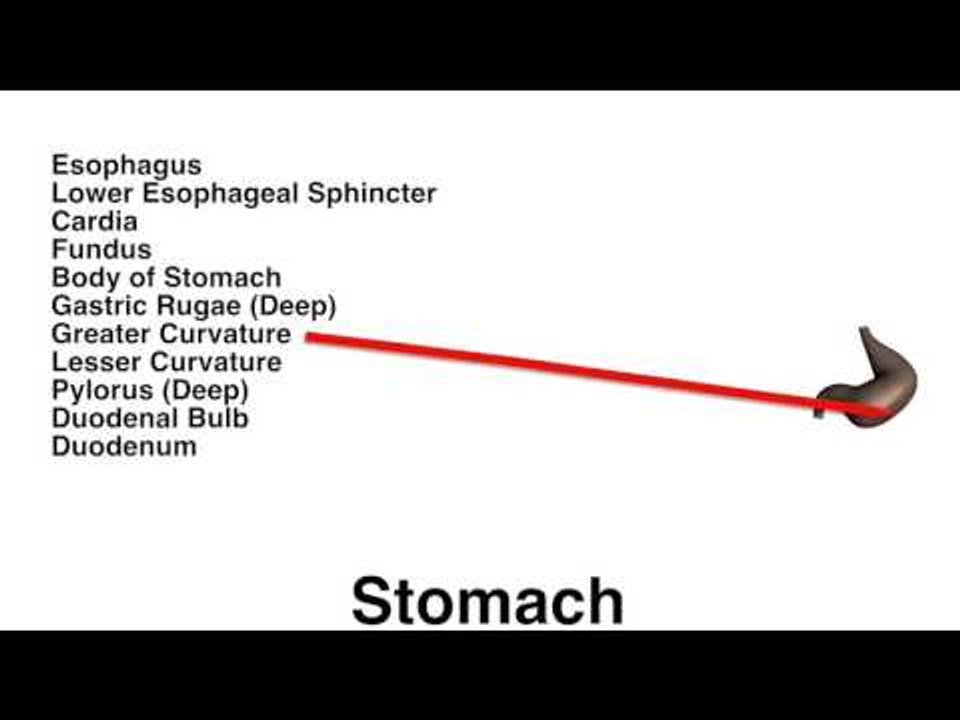 Stomach Chart - Quiz