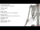 Synovial Joints Chart - Quiz