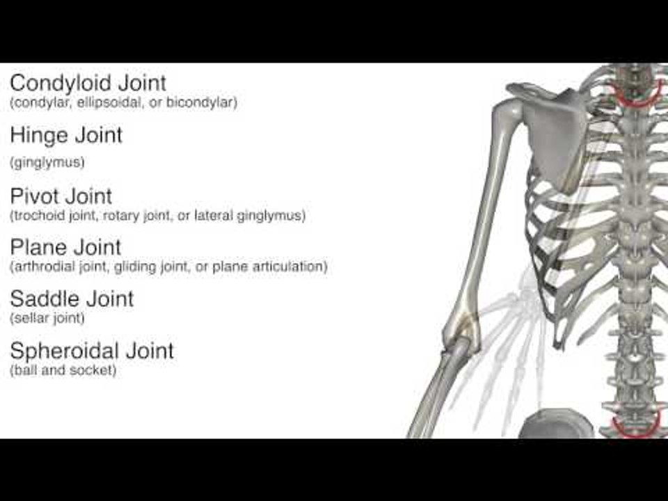 Synovial Joints Chart - Quiz