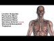 Shoulder Girdle Muscle Group - Kinesiology Quiz