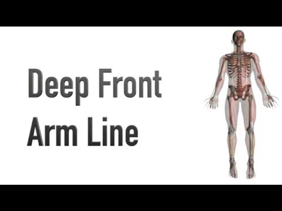 Deep Front Arm Line - Myofascial Meridians - Kinesiology Quiz