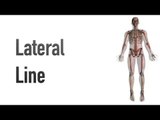 Lateral Line - Myofascial Meridians - Kinesiology Quiz