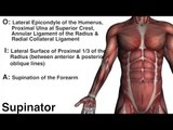 Deltoid Muscles - Origins, Inserions & Actions - Kinesiology Quiz