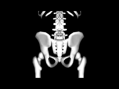 Bone Locations: Vertebrae - Kinesiology Quiz