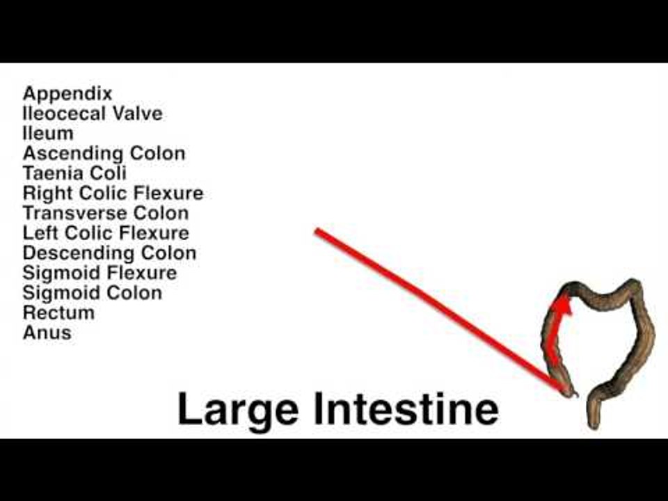 Large Intestine Chart - Quiz