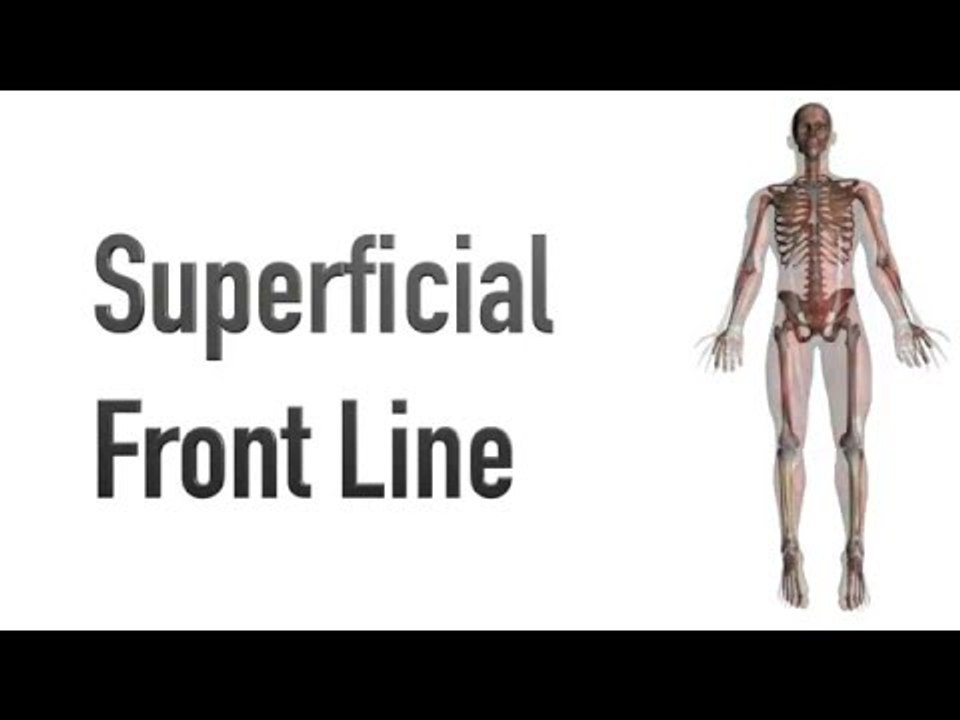 Superficial Front Line - Myofascial Meridians - Kinesiology Quiz