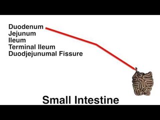 Small Intestine Chart - Quiz