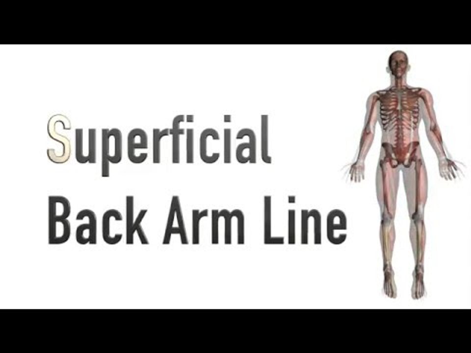 Superficial Back Arm Line - Myofascial Meridians - Kinesiology Quiz